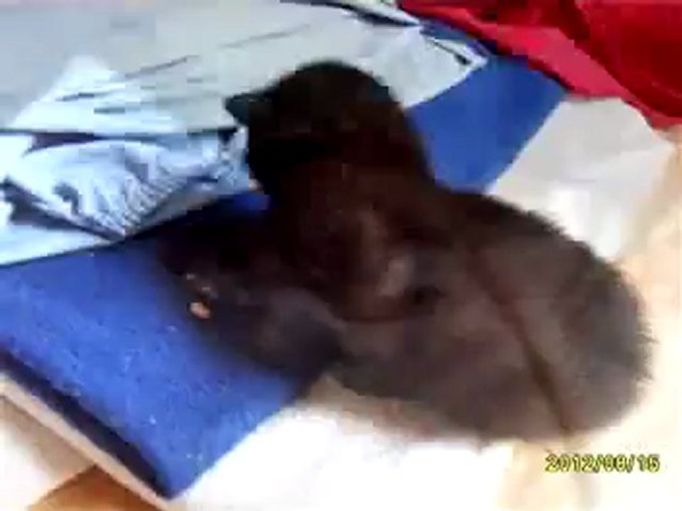 Les premiers pas de chatons de 10 jours