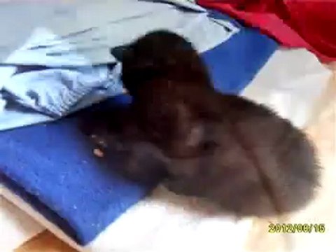 Les premiers pas de chatons de 10 jours