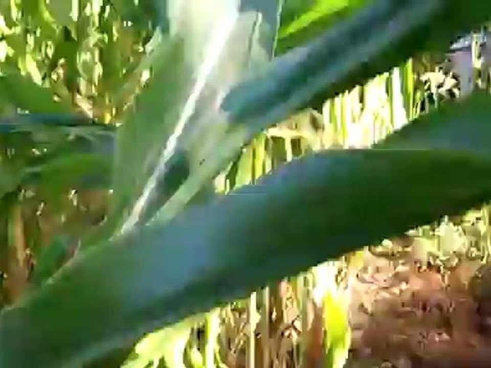 gamin et gitan sur un pied à 10heurs (3)