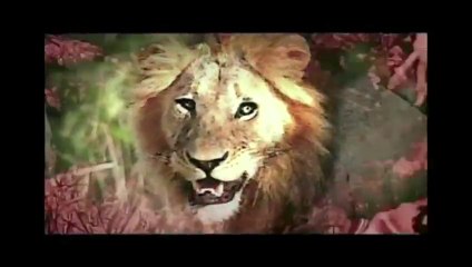 Sébastien DUHAMEL | Extaits de la série documentaire, Traque Sauvage