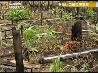 透視內幕 哥倫比亞黃金爭奪戰