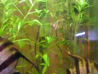 Reproduction scalaire 19, 2 mois