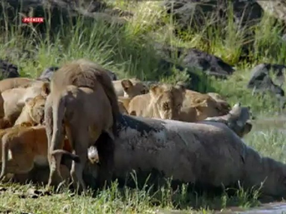 Aslan-Timsah