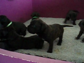 Cachorros  Cane Corso RAYLA DI CORS KENNEL