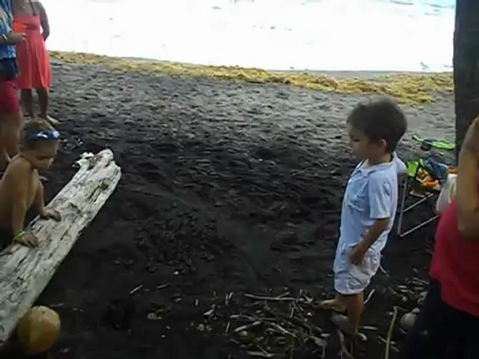 Naissance de tortues "Luth" à Grande Anse le 17 aout 2012 en Guadeloupe (en fin d'après midi)