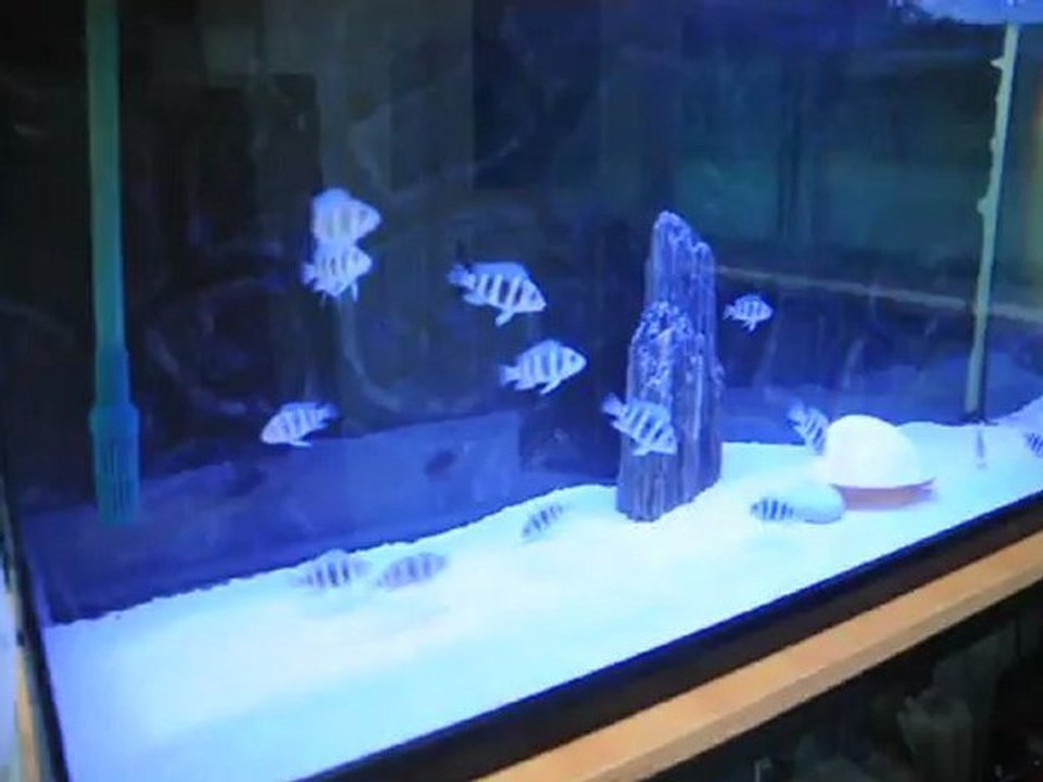 3 Mayıs'ta dünyaya gelen Yavru Moba'larım