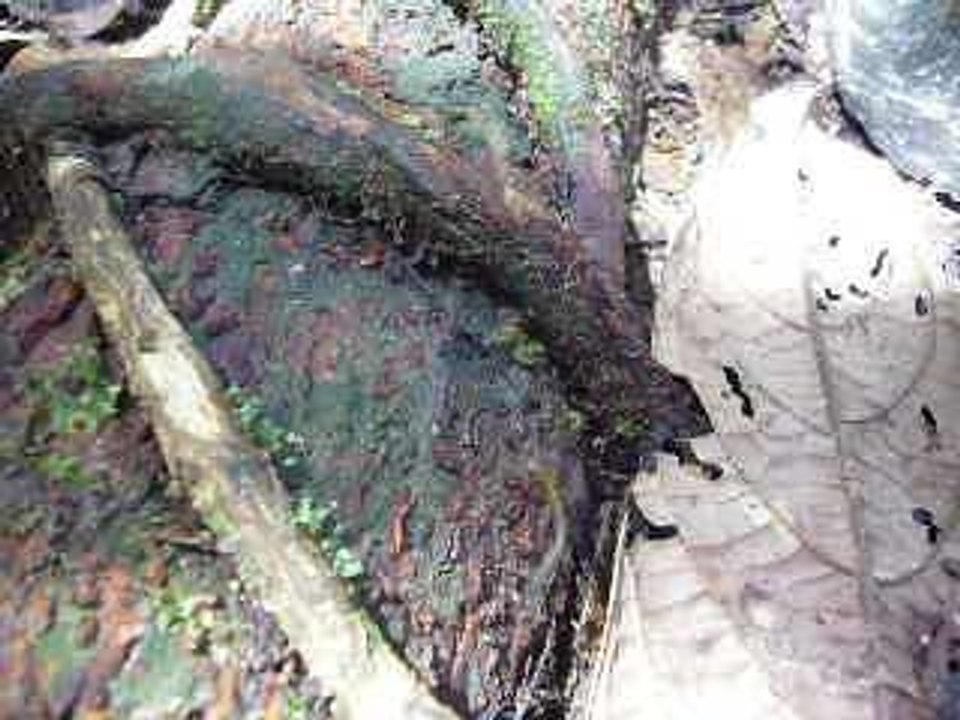 De nouveaux compagnons de voyage