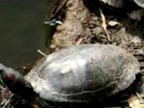 ERIC CLAPTON LAY DOWN SALLY