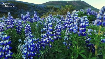 Ico - Restless (New World Remix)