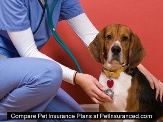 Pet insurance plans