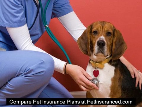 Pet Insurance Comparison