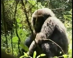 In loving memory of Dian Fossey.