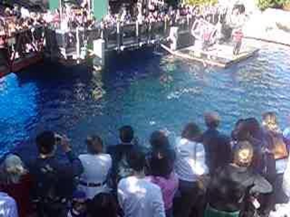 23-09 Aquarium Cam spect Dauphins (1)