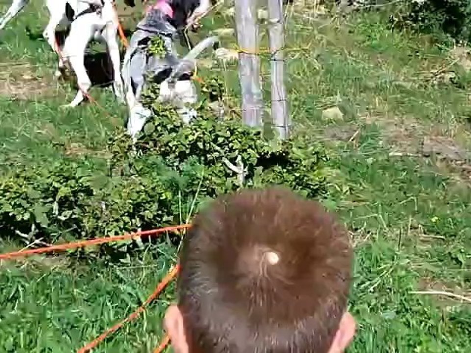 2G et 1 f sur un pied à 11heurs30