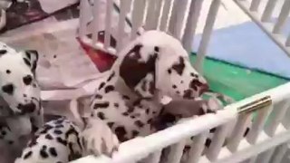 PVC Puppy Pen video by roverpet