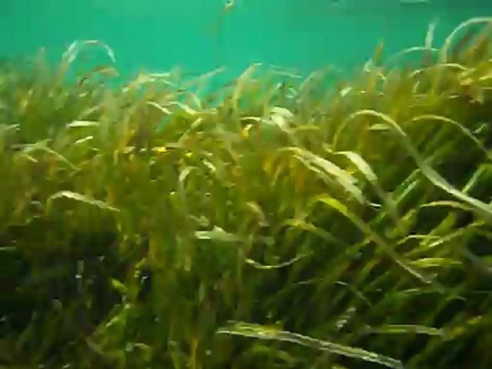 sous l eau avec les petits poissons