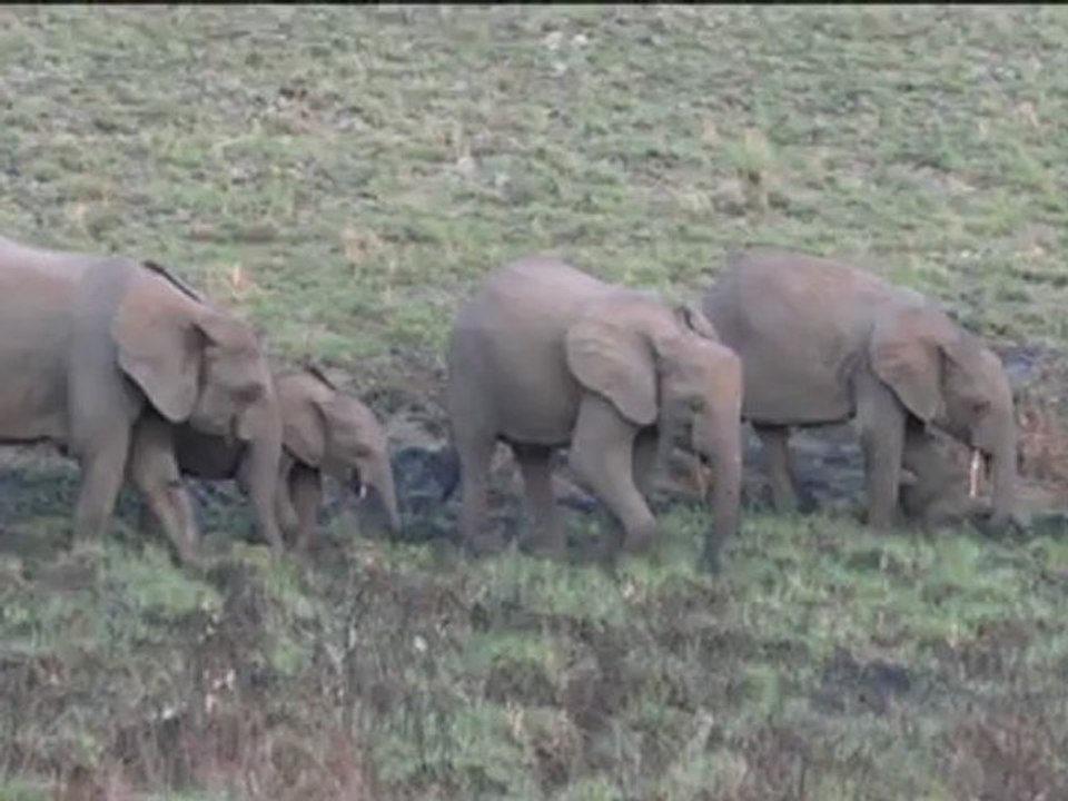 Elephants