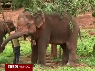 En Video: Conozca el hogar de los elefantes "jubilados"