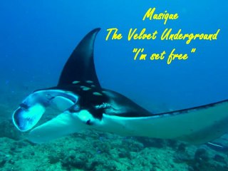 APNEA & Aquanature, la Manta de Boulari, 18 août 2012