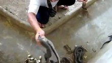 Cleaning the cobra pit