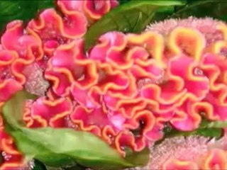 川井郁子 Ikuko Kawai - last tango in paris