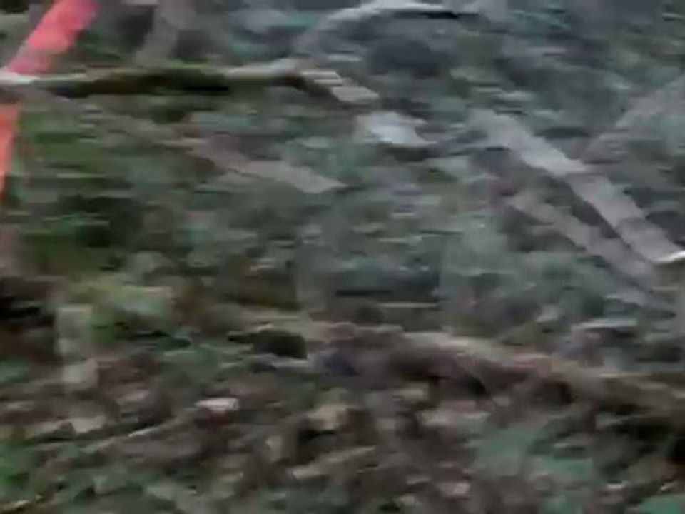 3 g et 1f sur un pied de sanglier(1)