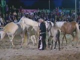 Elevage des Dieux américan liberté  horse show 2012