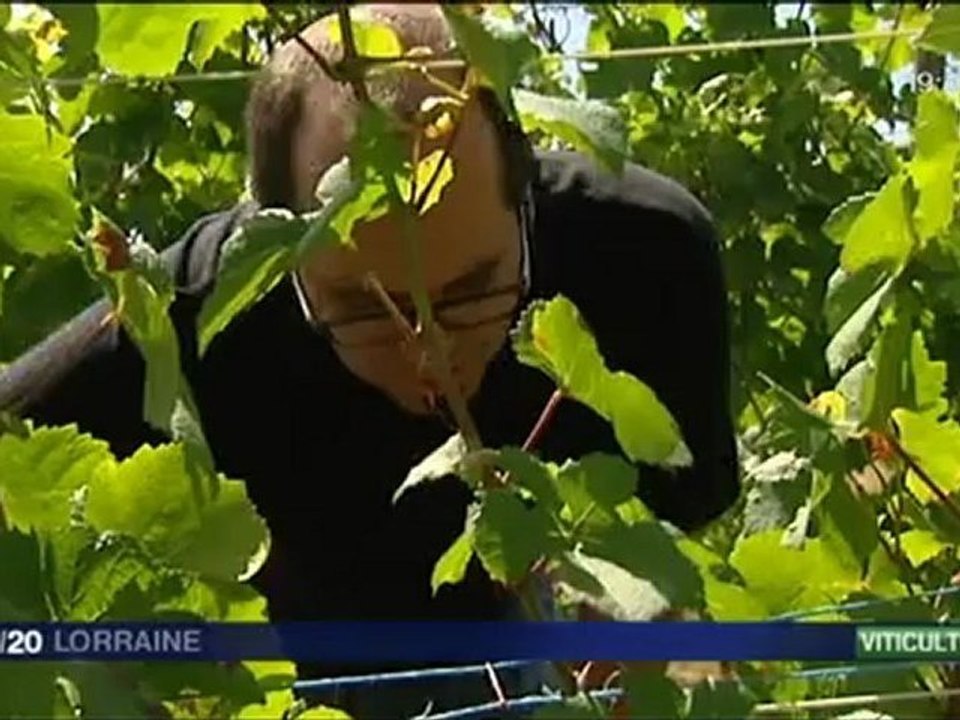 F3L-20120816-soir - David Lelièvre, les vins du Toulois nouvelle génération