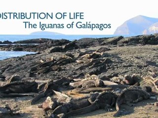 Distribution of Life  The Iguanas of Galapagos - Richard Dawkins