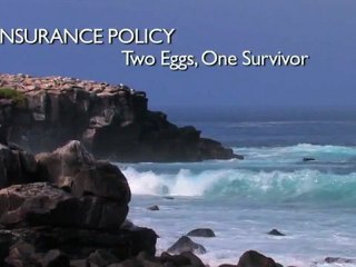 Insurance Policy  Two Eggs, One Survivor - Richard Dawkins
