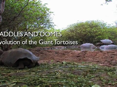 Saddles and Domes Evolution of the Giant Tortoises - Richard Dawkins