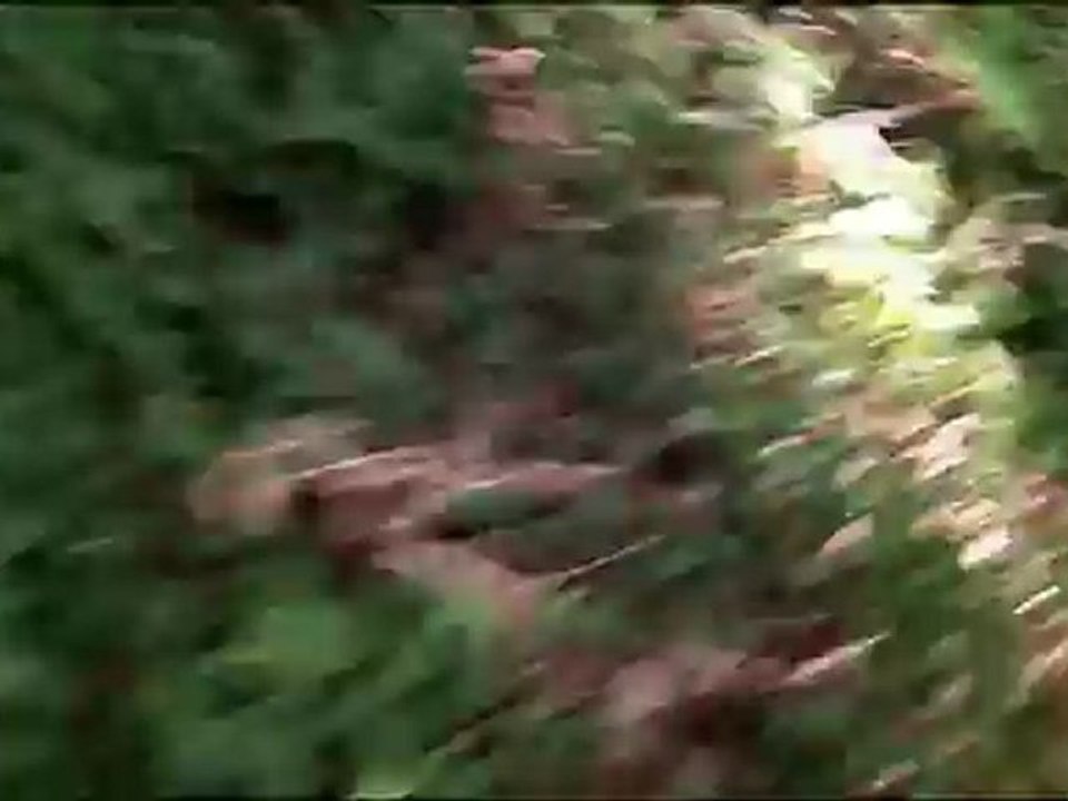 Un f et un G sur un pied de sanglier à 12h00