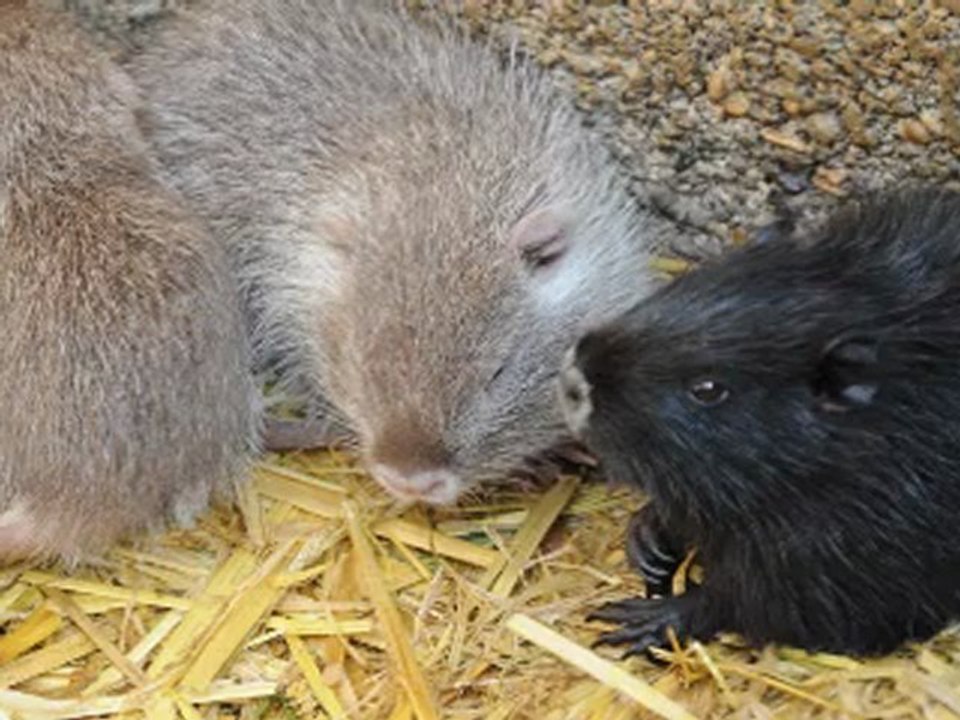 (02) Circuit Au Pays des Bulles Juillet Août 2012  Château de Condé en Brie, Chassins, Ronchères, voir suite sur Champagne Ardennes