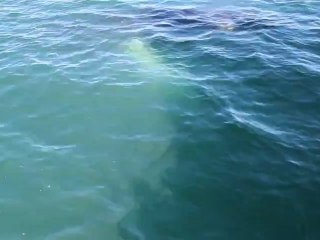 Conversation avec une baleine à bosses (Husavik, Islande, 28 juillet 2012)