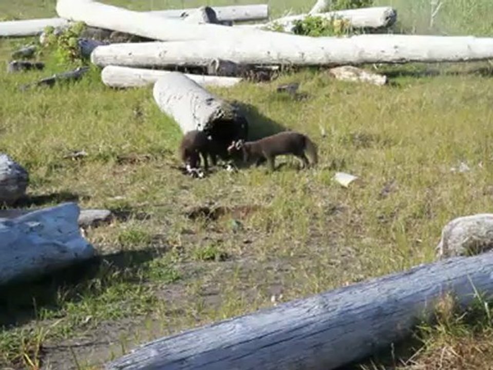 Deux jeunes renards polaires jouent (Hornvik, Islande, 2 août 2012).1