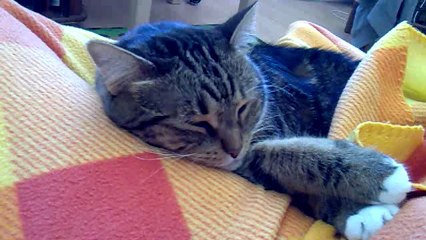 Celebi Nounoute: Locomotive (11.08.12)