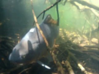 Eté 2012 Partie II      carpe underwater