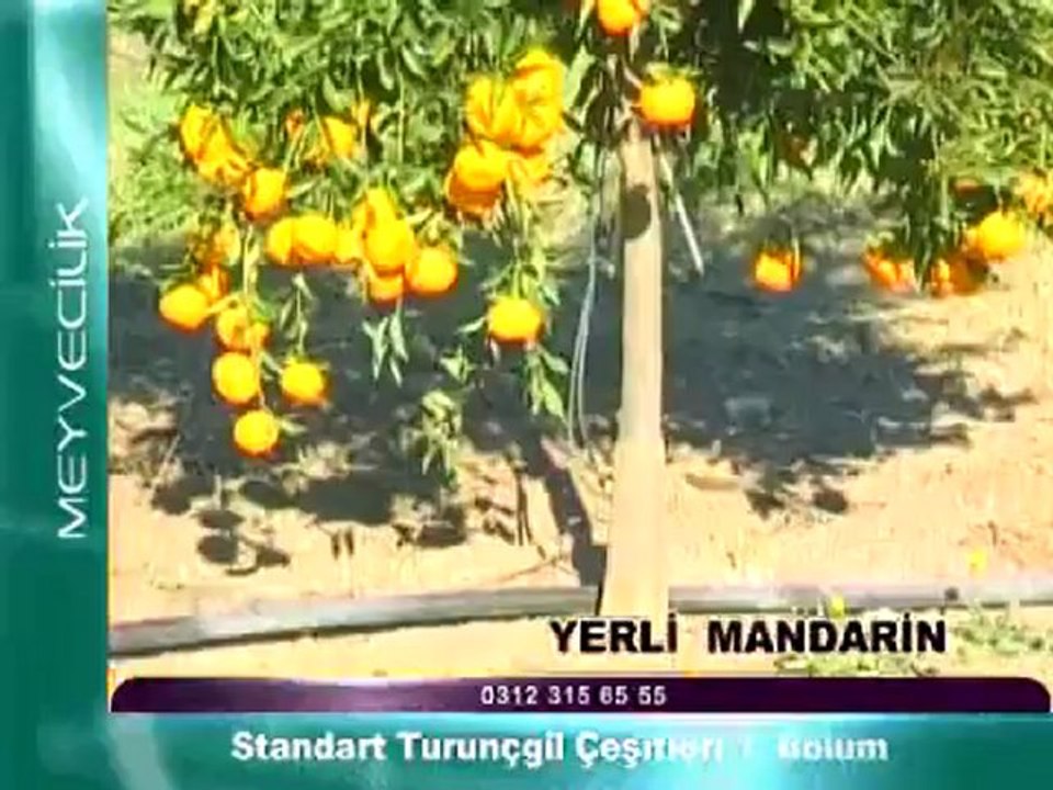 Standart Turunçgil Çeşitleri 1/2