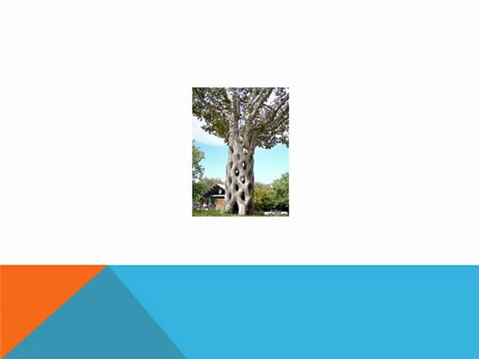 Cool Trees from All Over the World