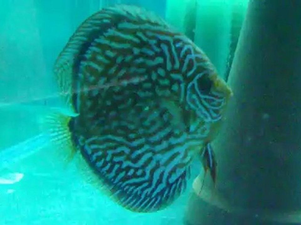 piwo red turquaz çift