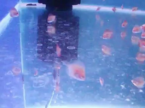 Spotted pigeon erkek* Red valentine dişi yavruları