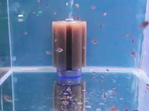 Melon erkek* Red valentine dişinin yavruları