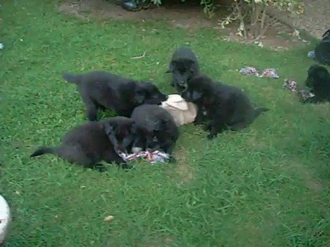 19 août 2012 (2) : chiots qui jouent au frais, le soir, après la canicule de la journée