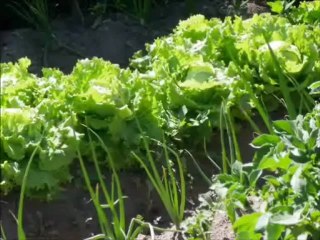 Documental sobre Navacepedilla de Corneja. Avila