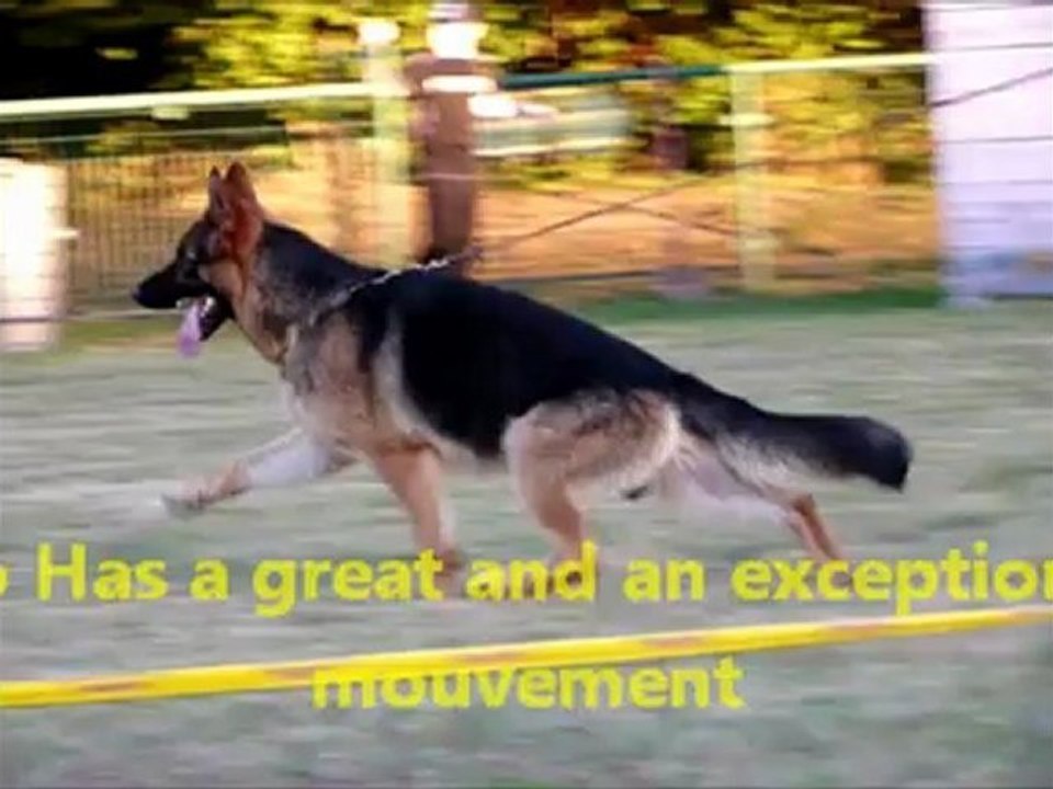 Gino de la cité d'emeraude à 16 mois disponible pour saillie