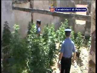Palermo - Piantagione Marijuana a San Cipirello (05.08.12)