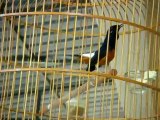 white rumped shama bird singing