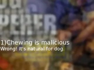 Five General Dog Training Myths