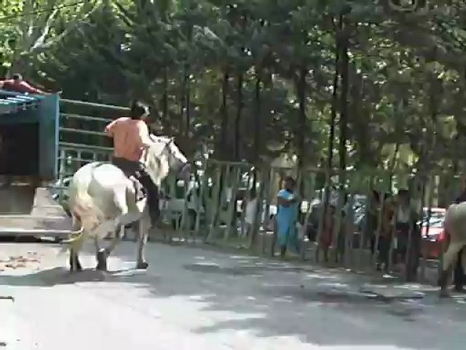 Lacher de taureaux 3