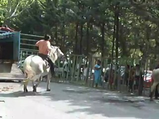 Lacher de taureaux 3